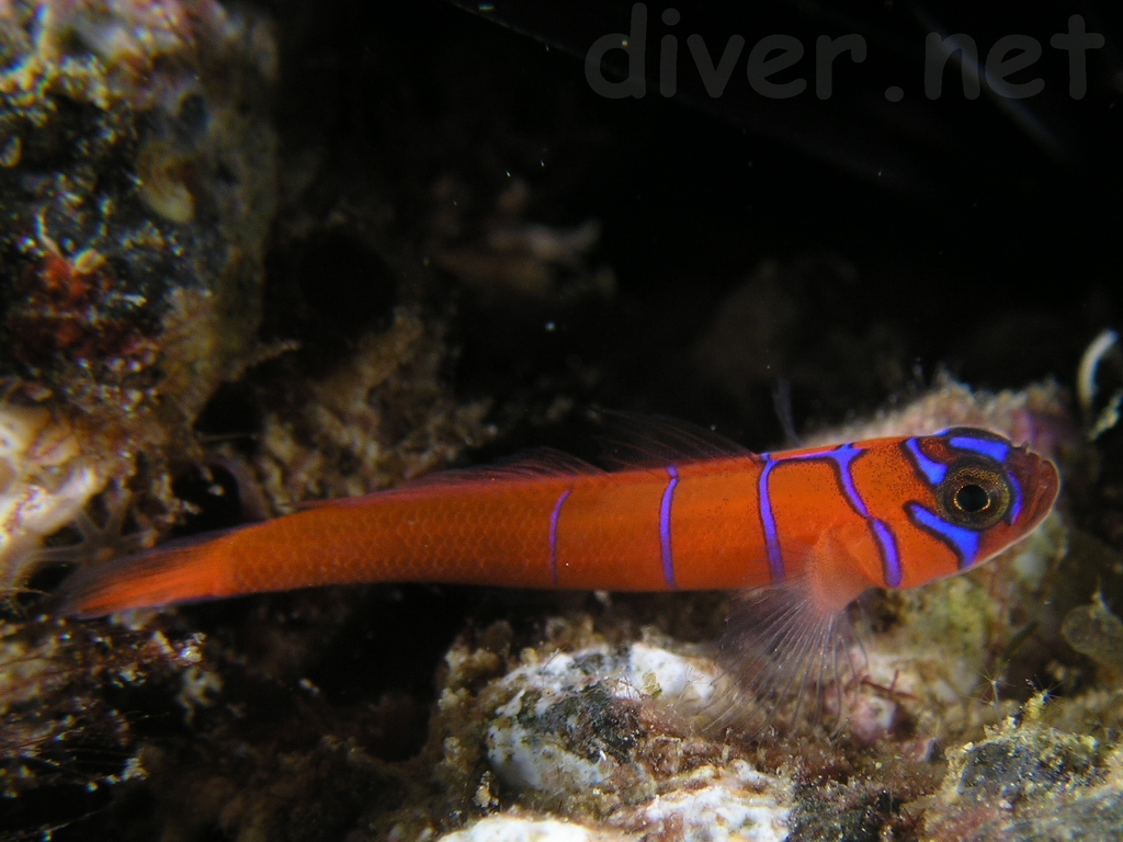(Lythrypnus) Род ЛИТРИПНУСЫ 20 видов